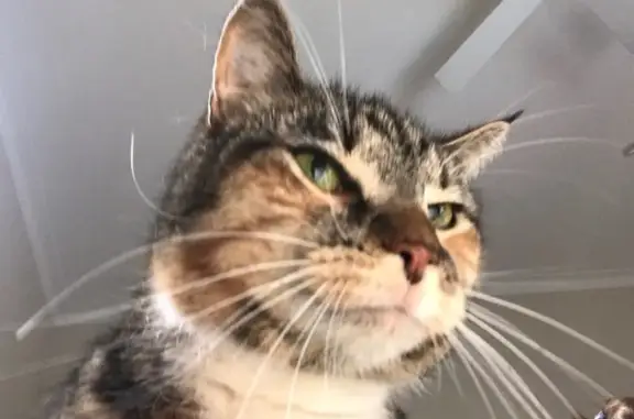 Lost Tabby/Calico Cat on Pomona St, Hornsby