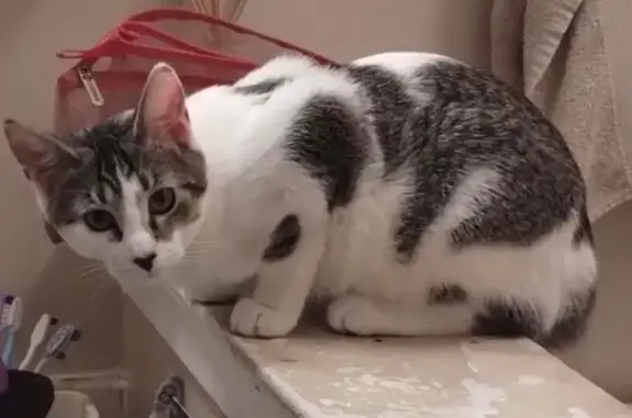 Lost pets Palatine, photo: Lost Cat: White with Gray Spots - Palatine