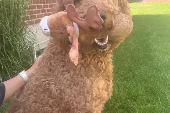 Found dog Alpine, photo: Found Copper Dog: Revived on Main St
