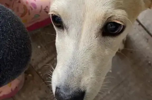 Perro Perdido: Goldie, Pelaje Rubio en Durango