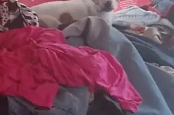 Lost Dog: Grimmy, 6-Month White & Red Pup