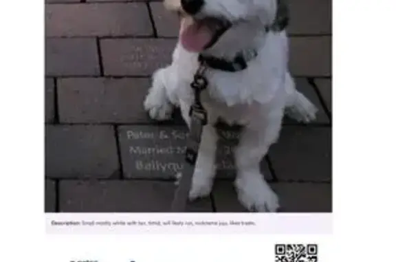 Lost Timid Dog: Woodland Cove Area