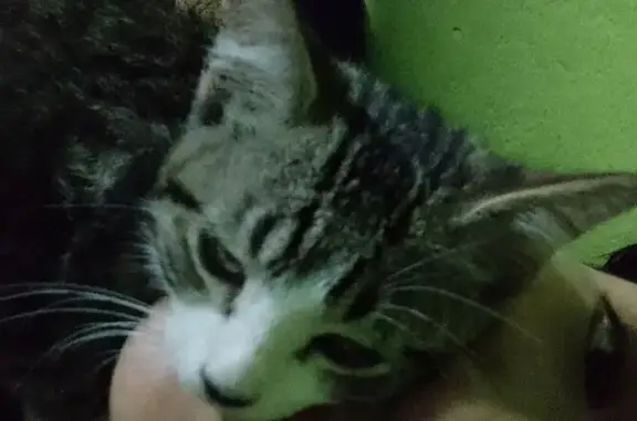 Gato Perdido: Expresivo y Miedoso en CDMX