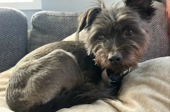 Help Find Oti: Lost Brown Dog in Millwood!