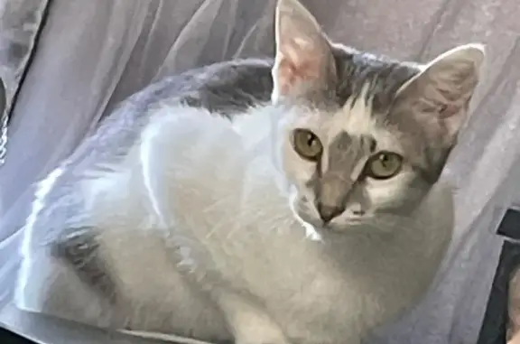 Lost and found pets Tallahassee, photo: Lost Shy Cat: White & Gray, 11 lbs