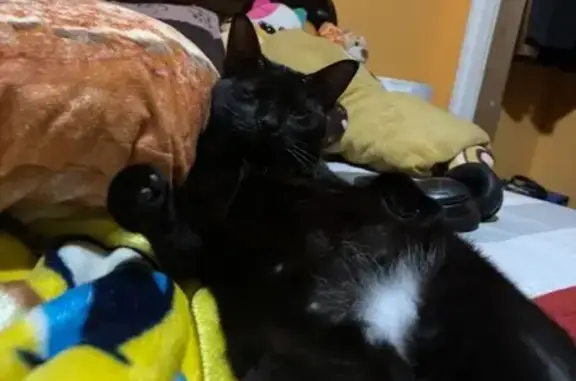 Lost One-Eyed Black Cat in Houston