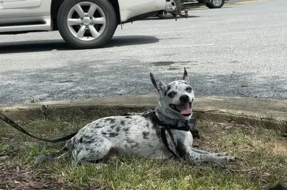 Lost Merle Chihuahua: Help Find Him!
