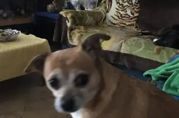 Lost Tan Dog: Neff St, Houston Area
