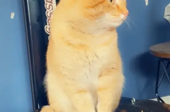Lost 3-Year-Old Male Cat in Garden City