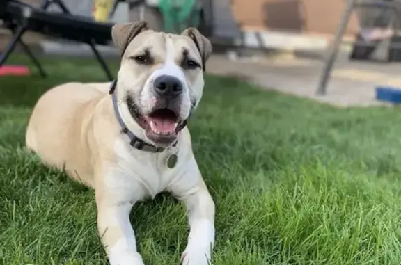 Missing dog Dallas, photo: Lost Dog: Tan & White, Unique Markings
