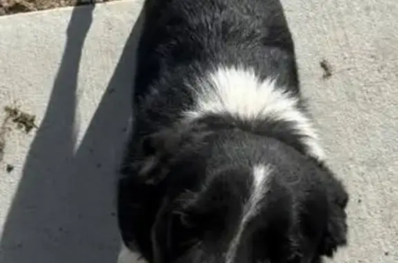 Lost Border Collie: Black & White, Essex