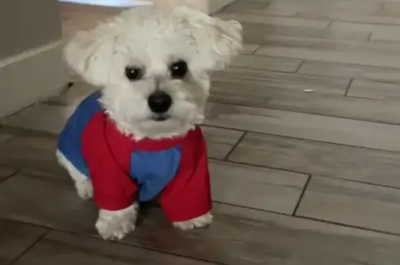 Lost and found pets Buckeye, photo: Lost Fluffy White Dog in Buckeye Area