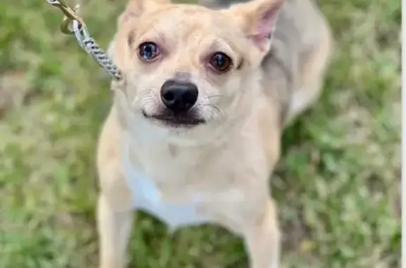 Lost 3-Legged Dog: Tan, Fearful, Crystal Lake