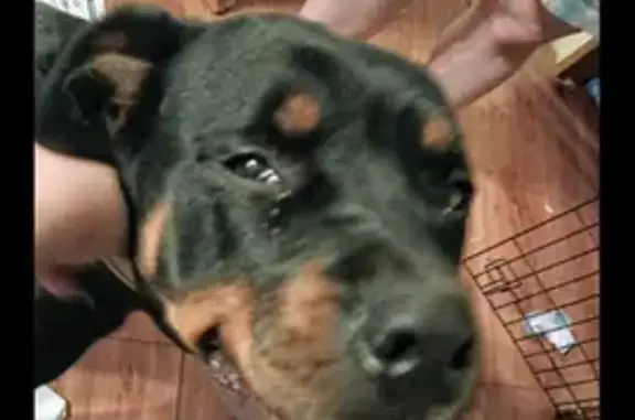 Lost Dog: Black/Brown, Blue Collar, Bulls Gap