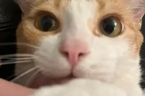 Lost Cat: Shy, Orange & White in Singapore