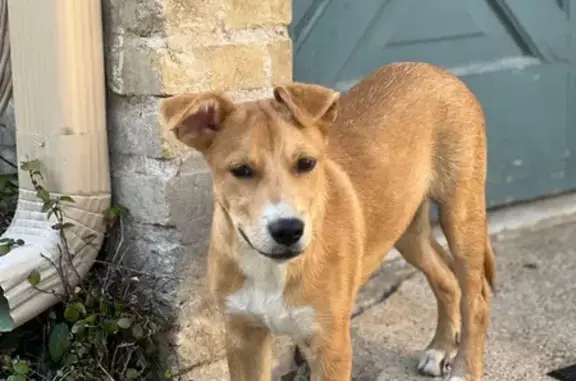 Found: Friendly Tan Terrier Mix in San Antonio
