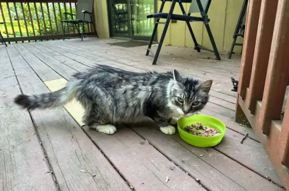 Found Young Long-Haired Cat in...