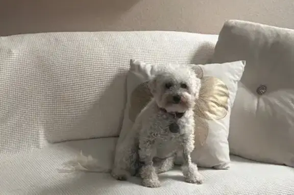 Lost pets Mission Viejo, photo: Lost Mini Maltipoo in Mission Viejo