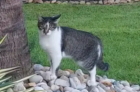 Missing cat El Paso, photo: Lost Grey & White Cat in El Paso 4130