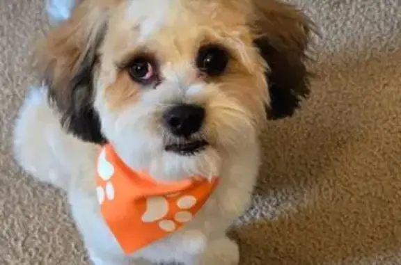 Lost and found pets Bolingbrook, photo: Lost Dog: Blond & Brown, Bolingbrook
