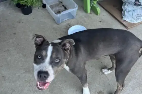 Found dog Pleasantville, photo: Sweet Pittie Mix Found on Millersport Rd