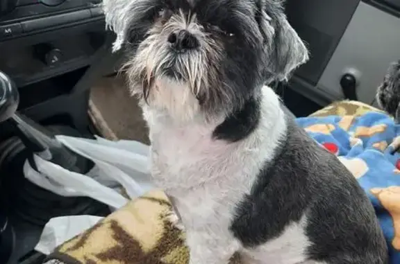 Lost and found pets Des Moines, photo: Lost Shih Tzu: Black & White, No Collar