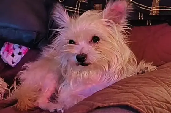 Lost Dog Teddy: Tan & Cream Mix in GR