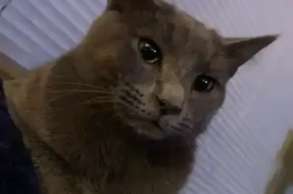 Shy Cat Missing on Laumer Ave, San Jose