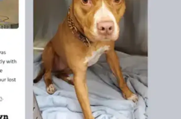 Lost Dog in Tacoma: Green Collar Alert