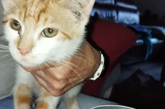 Chat trouvé , photo: Chaton trouvé, affamé, à adopter