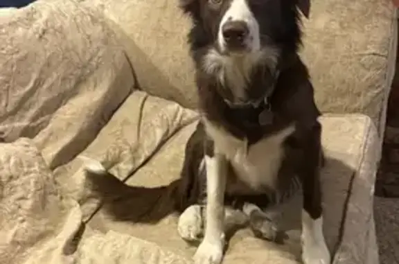Lost Border Collie Sadie in Tacoma
