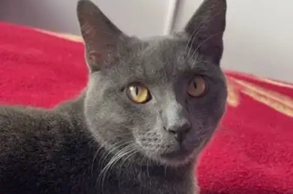 Chat perdu, blessé, Allée des Pivoines - photo
