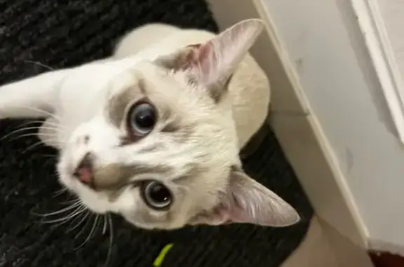 Chat trouvé Brest, photo: Chat apprivoisé trouvé sans collier à Brest
