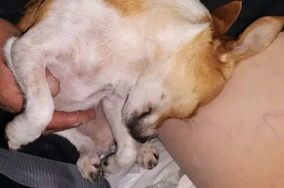 Lost: Bold Chihuahua/Yorkie Mix in Fort Worth