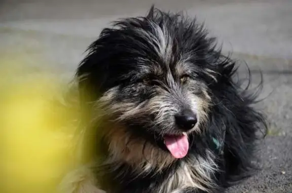 Chien perdu : DIUK, craintif, Bellocq - photo