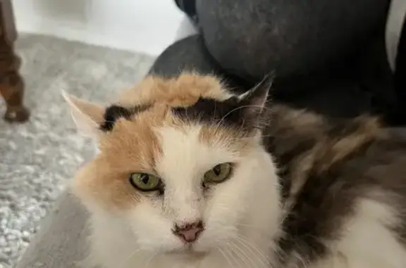 Lost Cat: White with Unique Markings