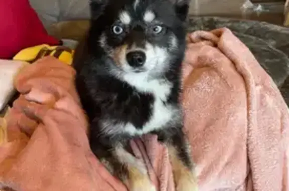 Chien perdu Mulhouse, photo : Pomsky perdue à Mulhouse, rue du Frioul