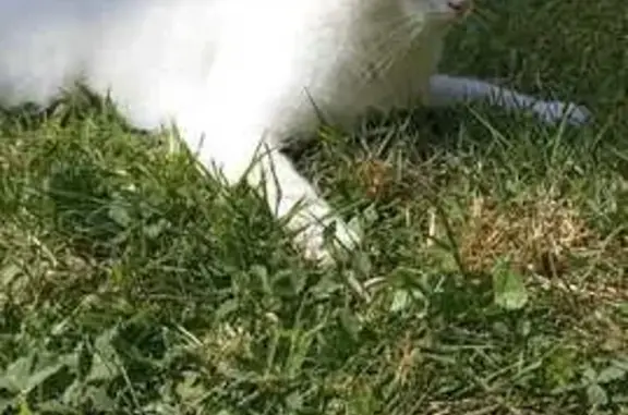 Chat perdu, Aizenay, photo: Chat blanc mâle perdu à Aizenay