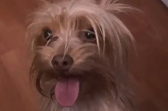 Lost and found pets Antioch, photo: Found Dog: Brown & Blackish in Antioch
