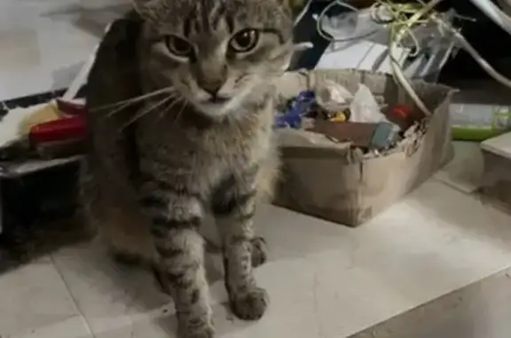 Gatita Perdida con Chip de Polonia en Monforte
