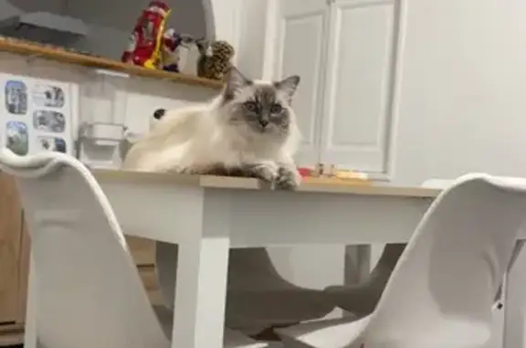 Chat perdu, La Crau, photo: Chatte sacrée de Birmanie perdue à La Crau