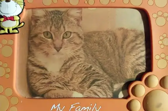 Lost 19-Year-Old Tabby: Bill Needs Meds
