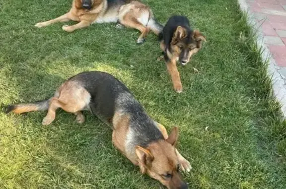 ¡Ayuda! Tres Pastores Alemanes Perdidos