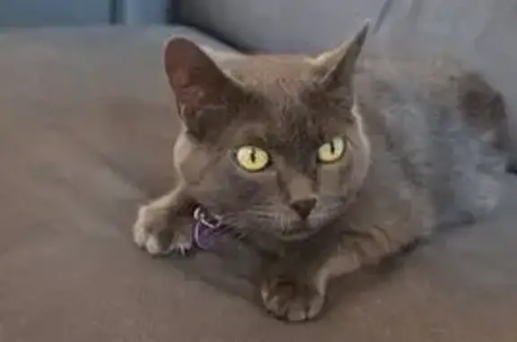 Gata Gris Perdida: Ojos Verdes, Sin Collar
