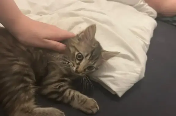Animaux trouvés Bruguières, photo: Chat trouvée, Route de Gratentour 37
