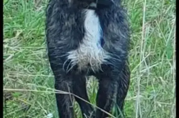 Perro Atigrado Perdido en Río Sonella