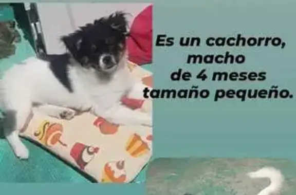 ¡Ayuda! Cachorro Zeus perdido en Requena