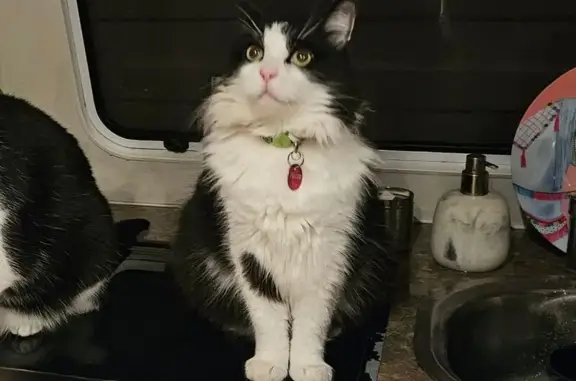 Lost Friendly Tomcat Near Penrith