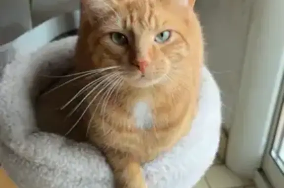 Animaux perdus Achicourt, photo: Chat roux perdu, taille moyenne, Achicourt
