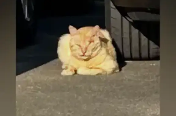 Chat trouvé Vannes, photo: Chat roux blessé trouvé à Vannes